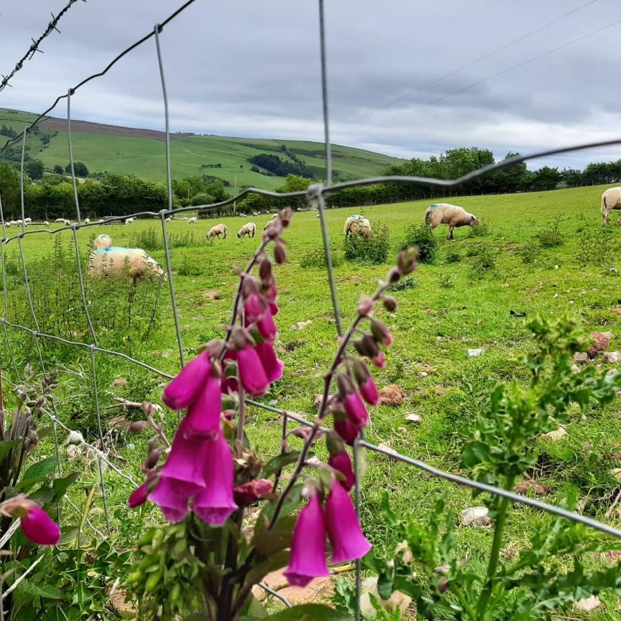 Foxglove Accommodation 크래븐 암즈 외부 사진
